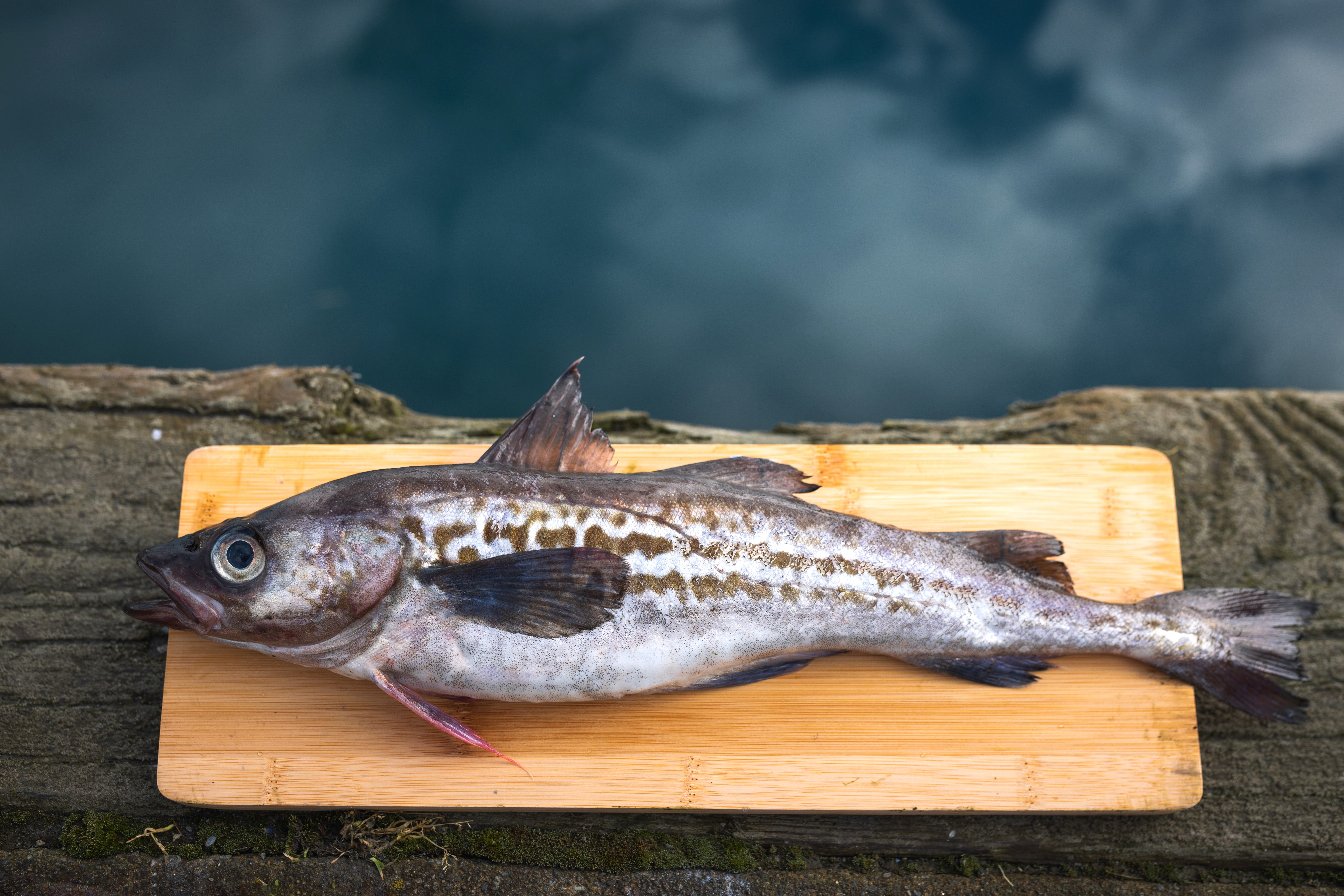 Alaska Pollock